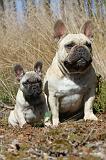 BOULEDOGUE FRANCAIS 245